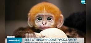 Рядко животно се роди в зоопарк в САЩ (ВИДЕО)