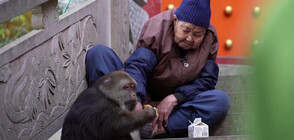 Умиляващата история на едноръка маймуна привлича тълпи от посетители в будистки храм (ВИДЕО)