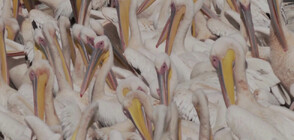 КАДРИ ОТ ДРОН: Хиляди мигриращи пеликани в Израел (ВИДЕО)