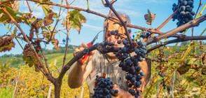 Лозарите излизат на протест в София