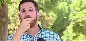 Папагал бръкна в ухото на репортер и му открадна слушалката (ВИДЕО)