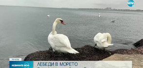 Десетки лебеди край брега в Поморие (ВИДЕО)