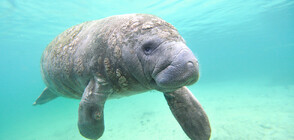 Спасена морска крава намери убежище във Венецуела (ВИДЕО)