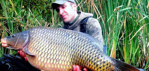 Кампания: Спаси шаран, изяж Николай!