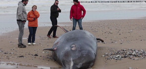 Въпреки усилията на спасителите, кит загина, заседнал на плаж във Франция (ВИДЕО)
