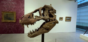 Череп на Тиранозавър Рекс ще бъде продаден на търг в Ню Йорк (ВИДЕО)