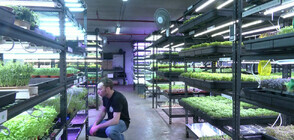 Изградиха ферма в подземен паркинг в Сидни (ВИДЕО)