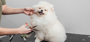Мастърклас по грууминг - фризьорското изкуство за кучета