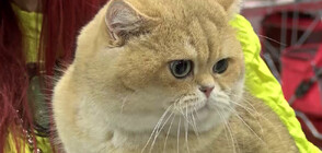 Парад на котешката красота в София (ВИДЕО)