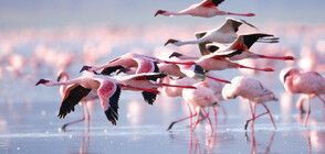 Хиляди фламинги ще зимуват край бургаските езера