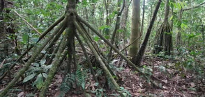 Ходещи дървета в Еквадор се местят до 20 метра на година (ВИДЕО)