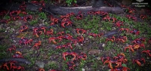 Хиляди червени раци затвориха пътища на остров Рождество (ВИДЕО)