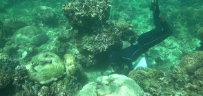 Google помага на учени да "чуят" кораловите рифове по света (ВИДЕО)