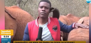 Слонче гъделичка кенийски репортер в ефир (ВИДЕО)