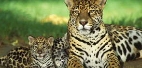 Майка и малките ѝ ягуарчета бяха пуснати на свобода в Аржентина (ВИДЕО)