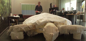 Откриха вкаменелости на морска костенурка с размерите на автомобил (ВИДЕО)
