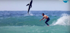 Акула се включи в състезание по сърф (ВИДЕО)