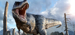 Учени изчислиха максималното тегло на тиранозаврите