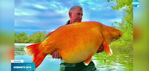 Рибар улови 30-килограмова златна рибка (ВИДЕО)