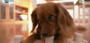 Как се обучават кучетата, които надушват различни болести (ВИДЕО)