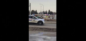 Полицията в Канада в преследване на щрауси по улиците (ВИДЕО)