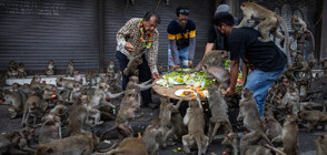 Хиляди маймуни пируваха с над два тона лакомства в Тайланд