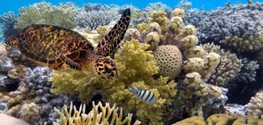 ООН: Големият бариерен риф да бъде включен в списъка на застрашеното световно наследство