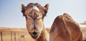 В Катар се проведе конкурс за най-красива камила (ВИДЕО)
