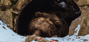 Заспаха ли мечките в Белица зимен сън?