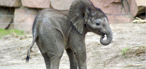 ЗА ПЪРВАТА КОЛЕДА: Зоопарк зарадва бебе слонче с коледен декор