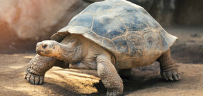 Най-старата костенурка в света празнува 190-ия си рожден ден (СНИМКИ)