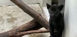 УМИЛИТЕЛНИ КАДРИ: Малко ягуарче направи своя дебют в зоологическа градина в Мексико (ВИДЕО)