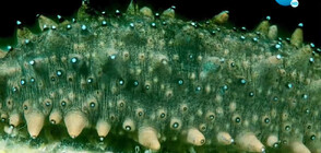 Морската краставица - деликатесът, неприятен на външен вид