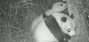Майка панда се "кара" на своето малко (ВИДЕО)