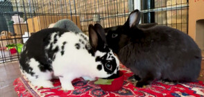 Първият луксозен хотел за зайци отвори врати в Чикаго (ВИДЕО)