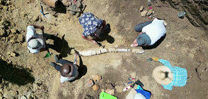 Намериха скелет на плезиозавър на 100 млн. години в пустошта на Австралия (ВИДЕО)