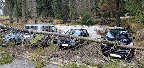 Ураганен вятър събори дървета, смачкали три коли в Пампорово (СНИМКИ)
