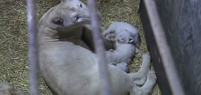 Лъвица роди 7 малки в рамките на месец (ВИДЕО)