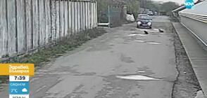 АГРЕСИЯ: Мъж опита да прегази две бездомни кучета в Русе, блъсна едното (ВИДЕО)