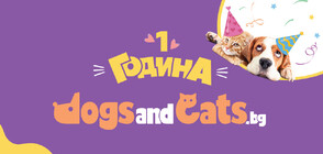 Платформата DogsАndCats.bg отбелязва своя първи рожден ден