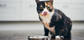 Храната за котки: защо трябва да е най-добрата?