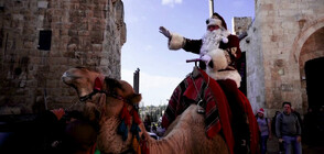 Дядо Коледа на камила раздава елхи в Йерусалим (ВИДЕО)