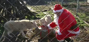 Дядо Коледа раздаде подаръци на животните в зоопарка в Бургас