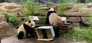 Маймуни и панди получиха коледни лакомства в зоопарк във Франция (ВИДЕО)