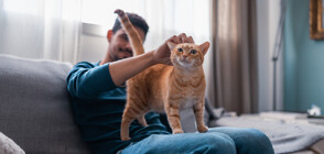 Учени: Котките са опитомени преди 12 000 години