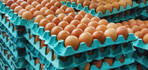 С 30% са поскъпнали яйцата у нас от началото на годината