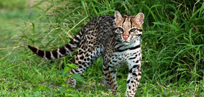 В Колумбия откриха за пръв път оцелот албинос (ВИДЕО+СНИМКИ)