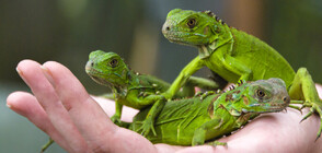 "Дъжд" от игуани в американския щат Флорида (ВИДЕО)