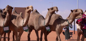 Фестивалът на камилата на крал Абдулазиз започна в Рияд (ВИДЕО)