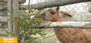 Зоопаркът във Варна с призив коледните елхи да бъдат дарени за животните